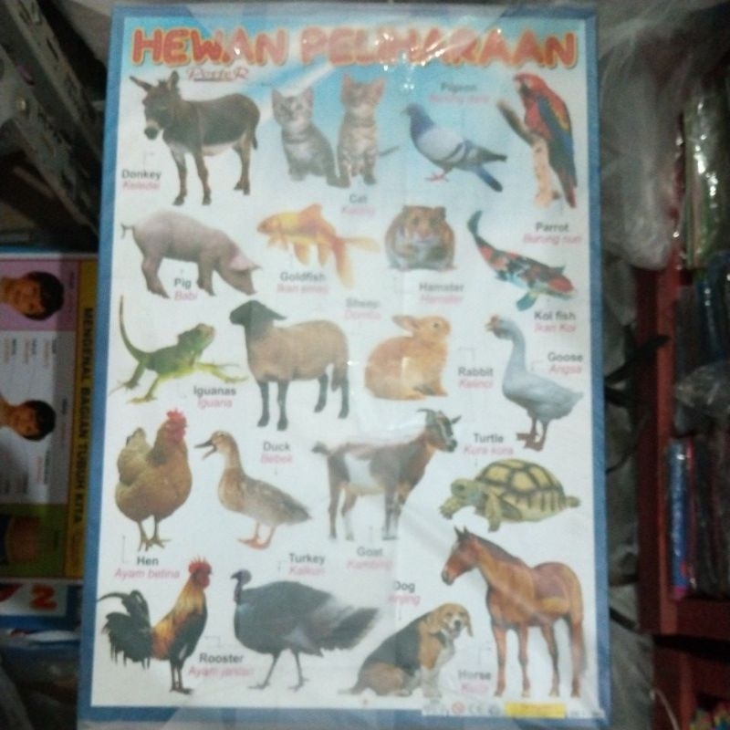 Poster Hewan Peliharaan