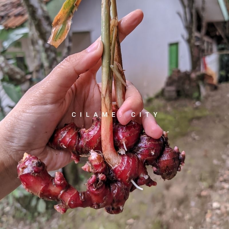 

Jahe merah segar bersih tanpa tanah tanpa akar tanpa batang 1kg