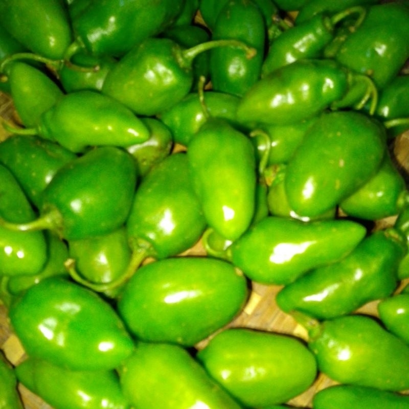 

CABE GENDOT