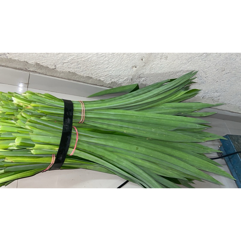 

DAUN PANDAN SEGAR