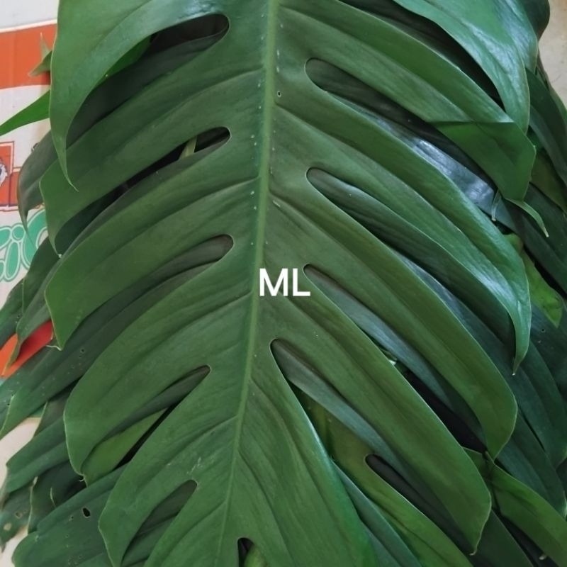 

Jual daun EKOR NAGA segar order baru petik 500 gram