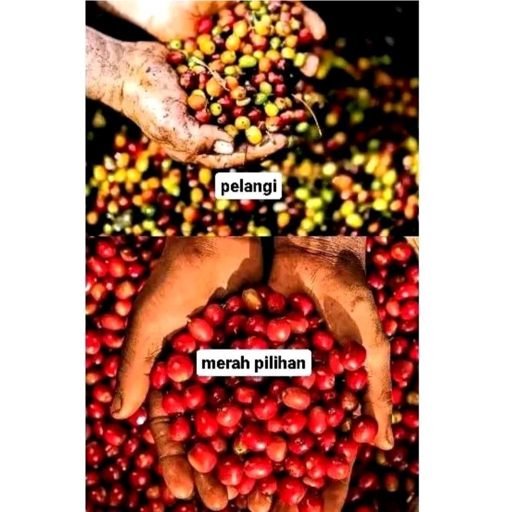 

Kopi Pagaralam 1 kg - Robusta Premium Sumatera Bubuk - Hitam, Coffee Pahit
