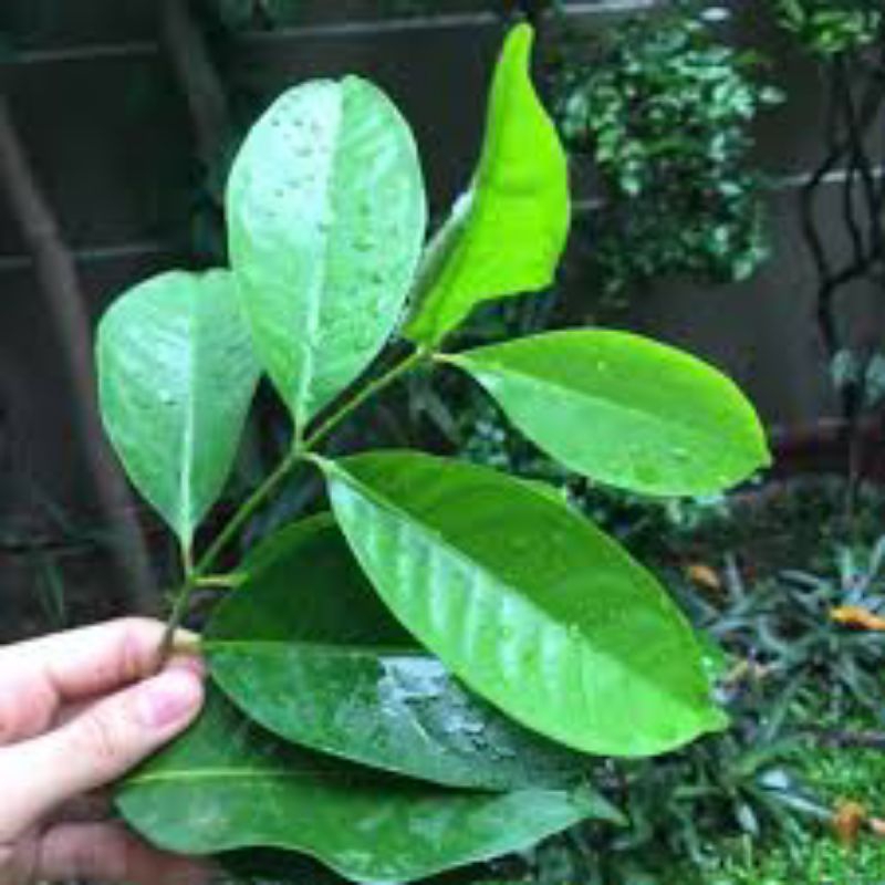 

daun salam bumbu dapur harum segar flash 500 lembar