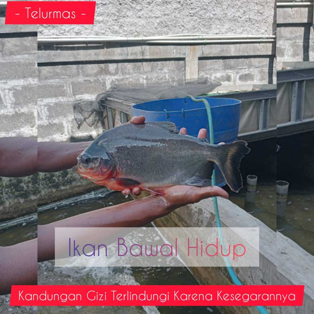 

Ikan BAWAL Hidup_Fresh (FREE Dibersihkan)