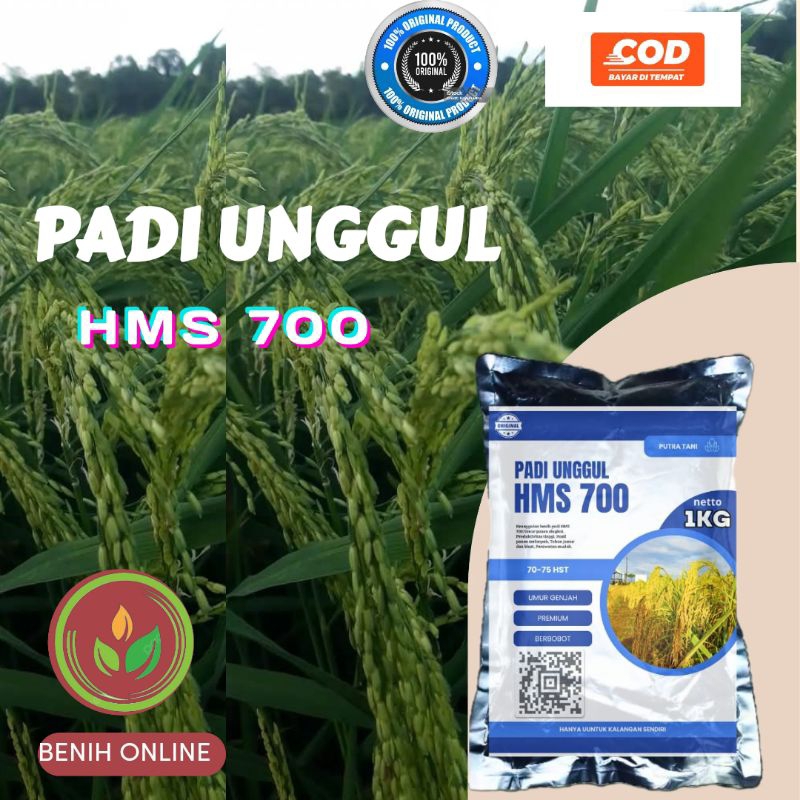 PADI HMS 700 KEMASAN 1KG