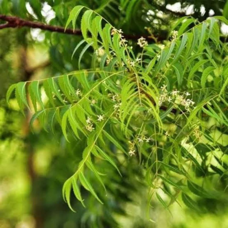 

daun mimba segar baru petik 500 grm