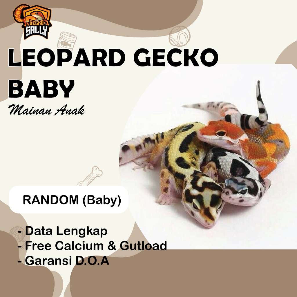 Mainan Anak Leopard Gecko Baby Random / GECKOSALLY