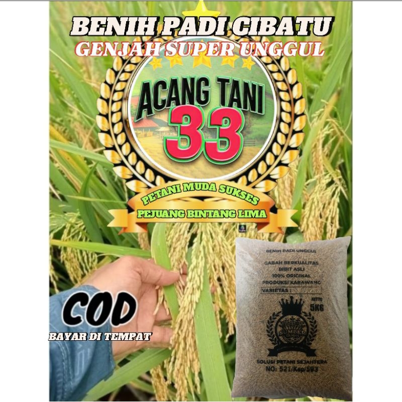 BENIH BIBIT PADI CIBATU GENJAH KUALITAS SUPER UNGGUL (5).