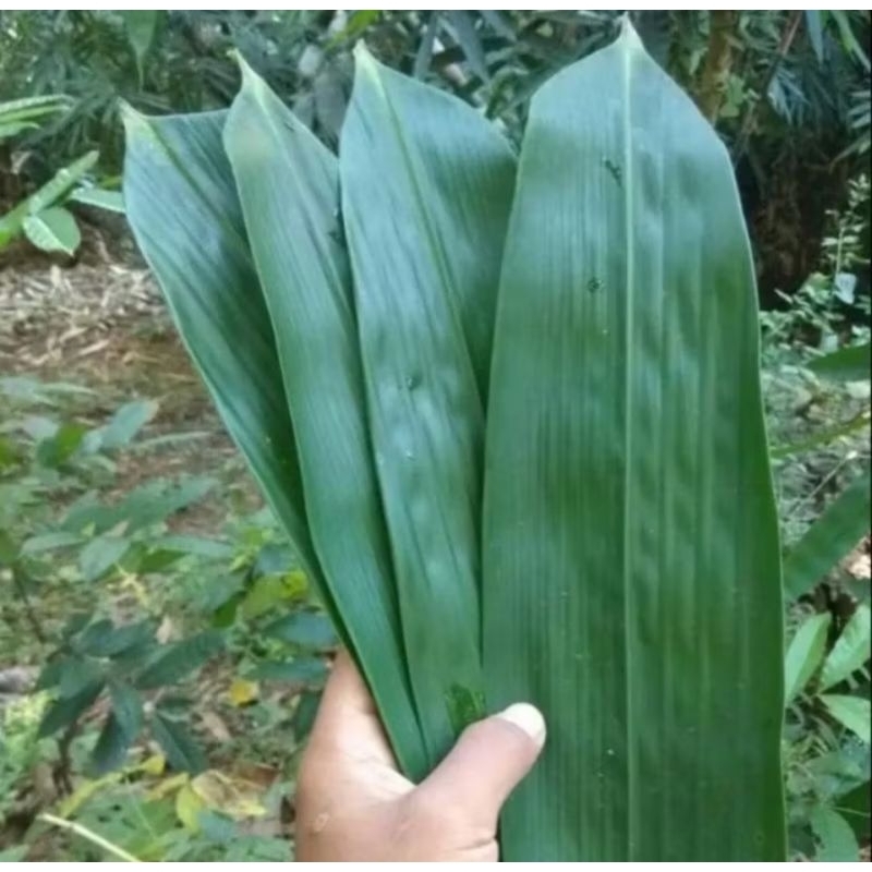 

50 LEMBAR DAUN BAMBU jumbo Untuk bakcang bacang kicang TERLARIS TERMURAH