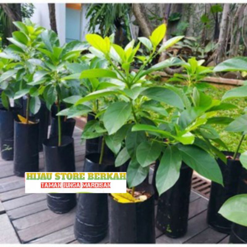 Bibit Alpukat Cuba Okulasi Super Okulasi