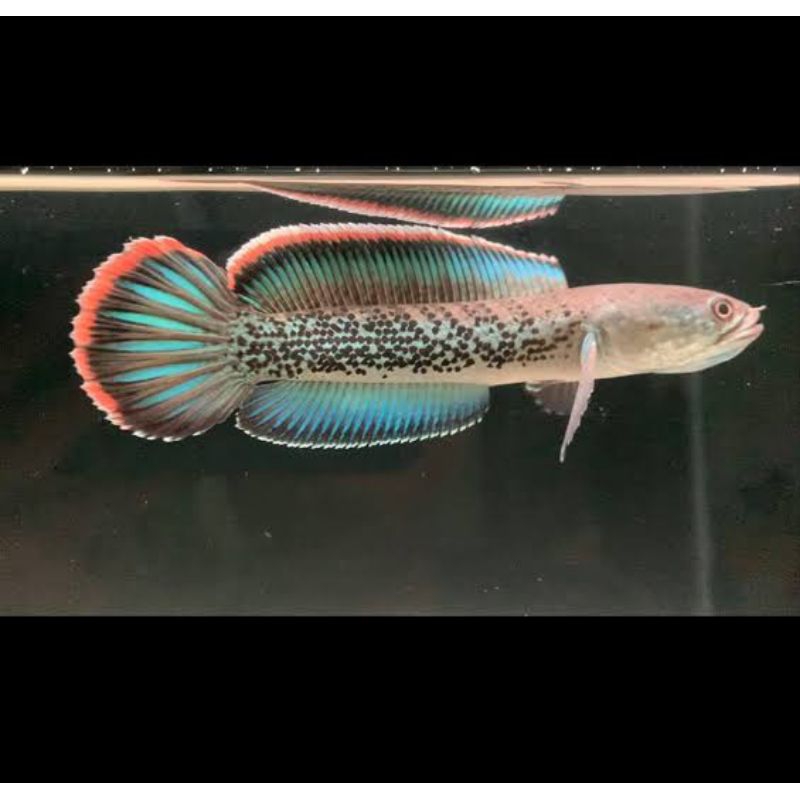 Stewarti
