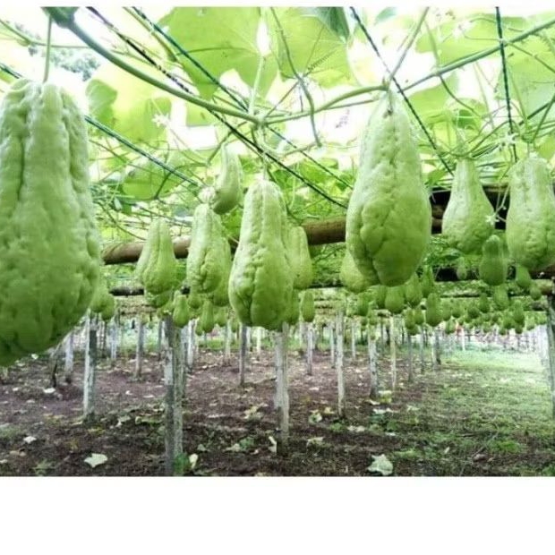 

silahkan COD Bibit Unggul Labu Siam Siap Tanam.. stok redy