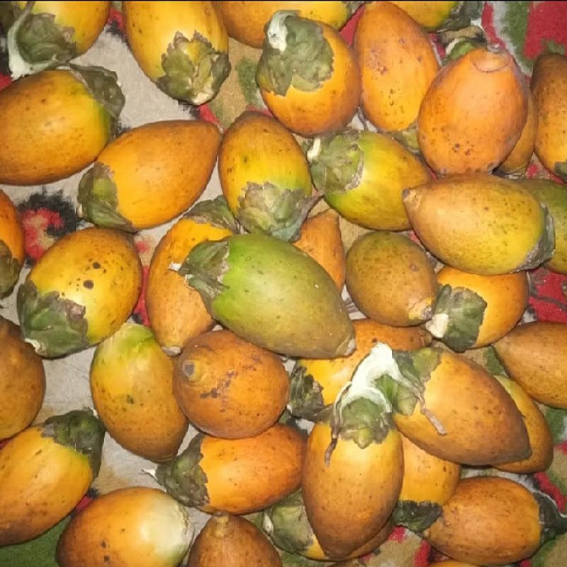 

500 g Buah pinang tua segar