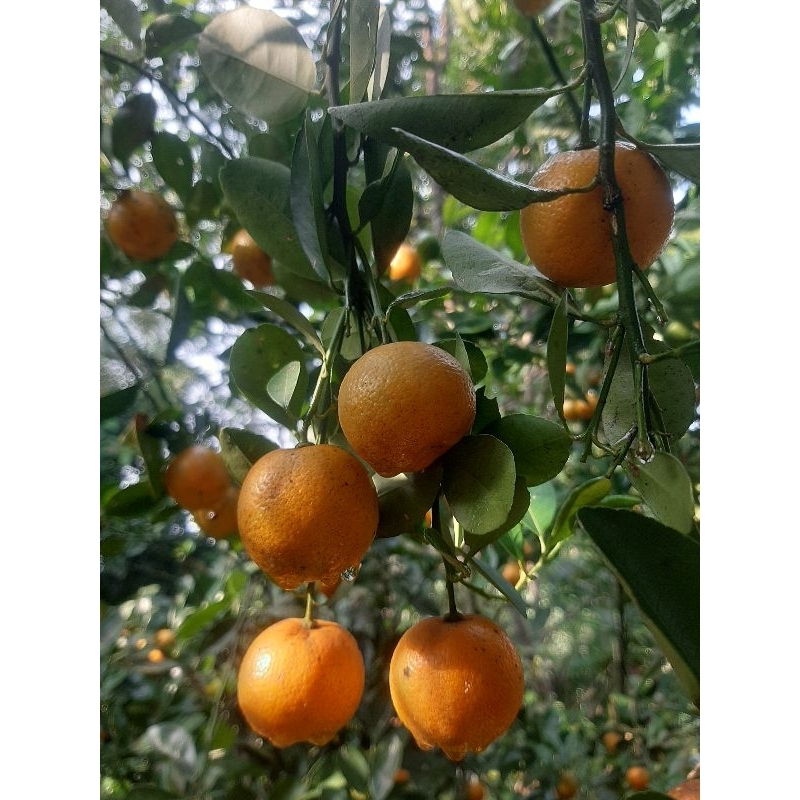 

jeruk sonkit,kasturi mateng 1kg