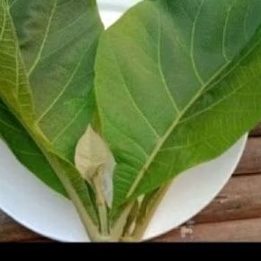 

Daun jati sgar' daun jati herbal.. stok redy
