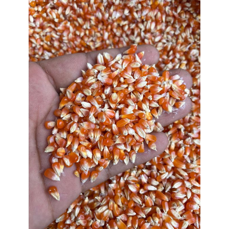

Jagung Biji Timun / Jagung kecil
