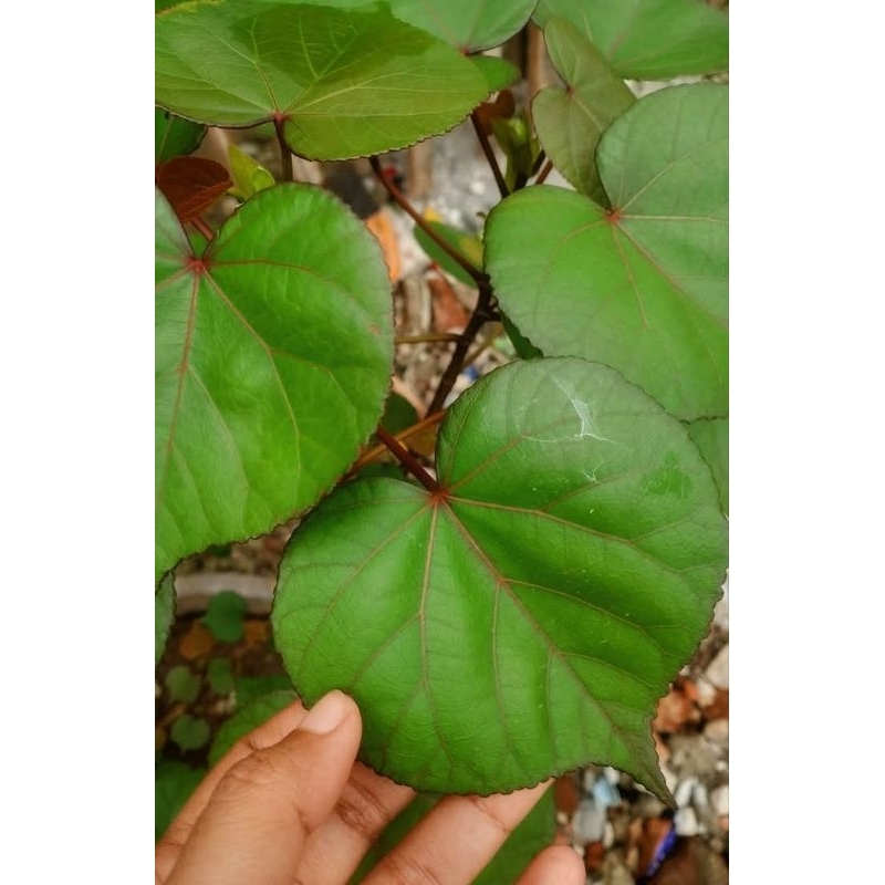 

daun waru segar 500grm
