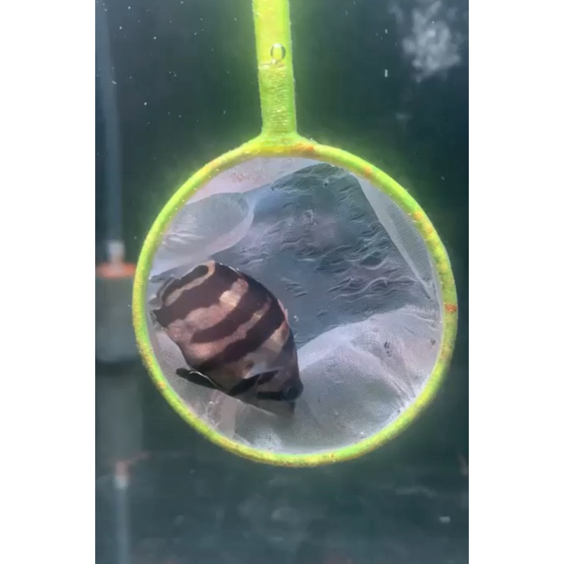 Datz Baby 4bar A & 3bar B