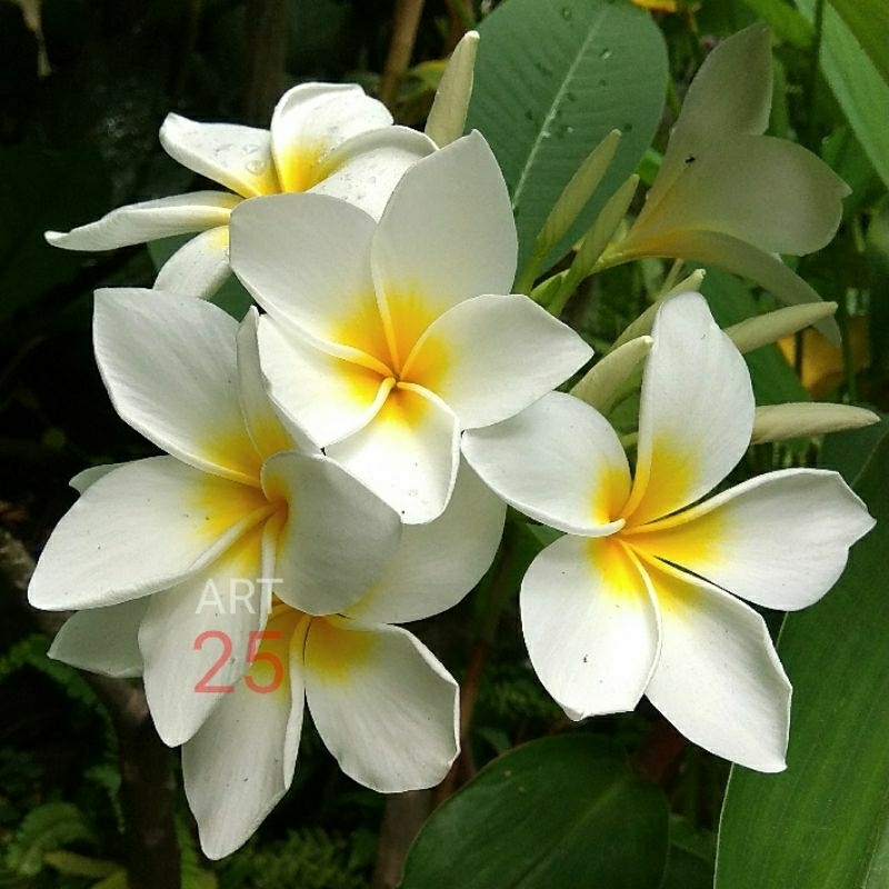 Plumeria 'White Rubra' Kamboja Bali Putih