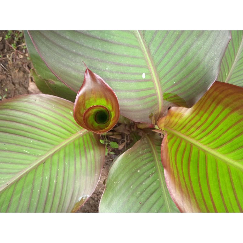 

daun umbi gayong merah segar per 1 kg