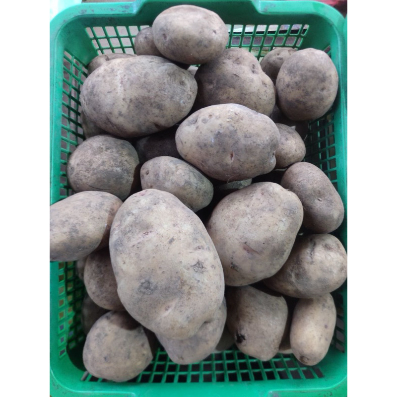 

kentang fresh , kentang , potato fresh