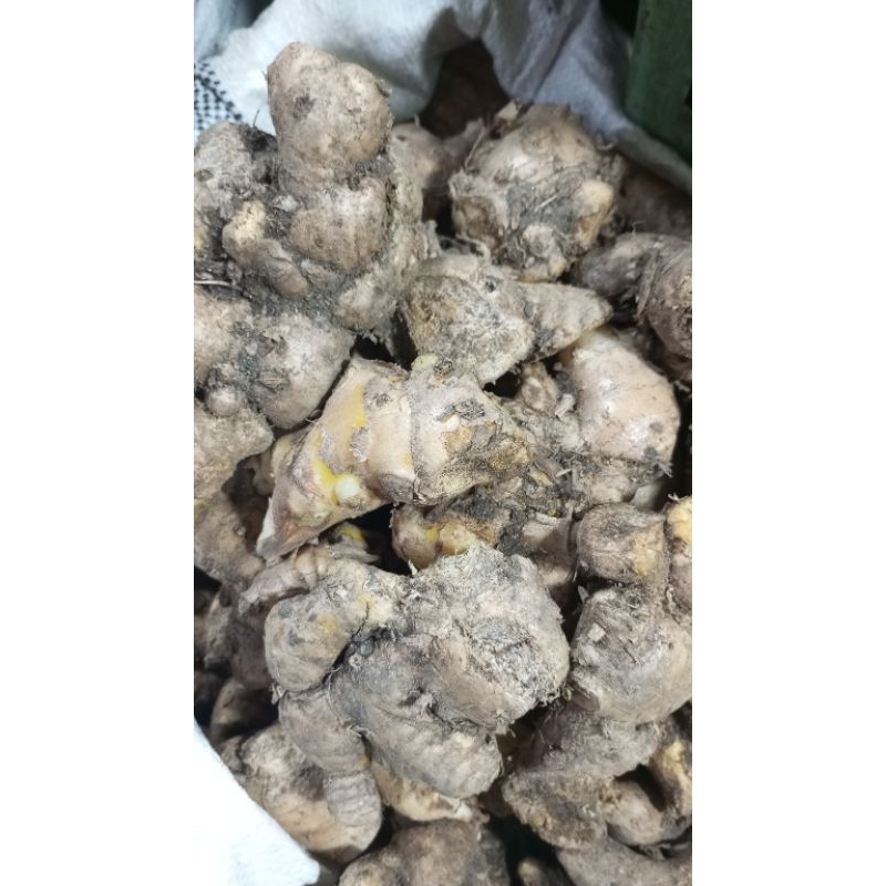 

bangle segar yg berkulitas 1kg