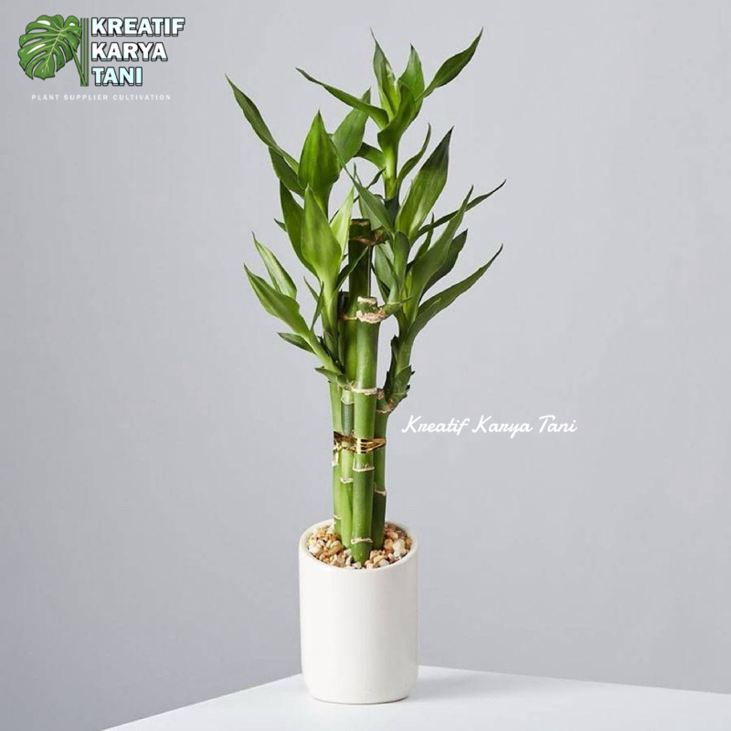 Bambu hoki lucky bamboo tanaman yang bisa hidup di air - Lucky bamboo bambu hoki
