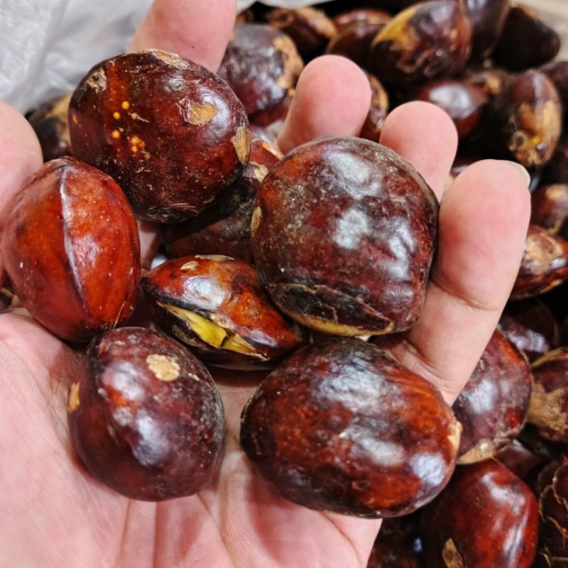 

Jengkol tua - buah jengkol - lalapan jengkol - sumur jengkol