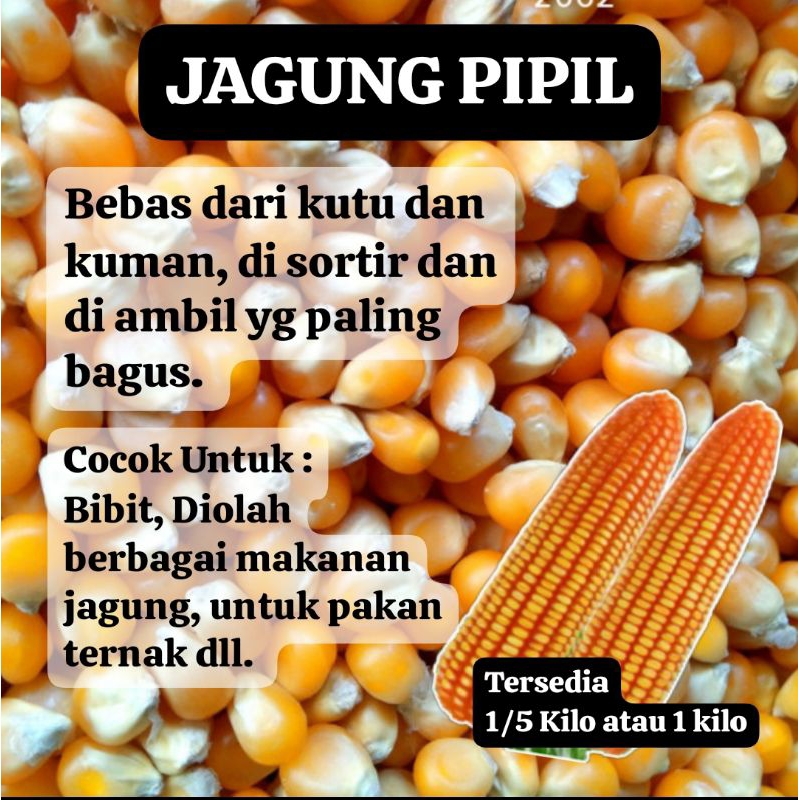 

PROMO JUAL JAGUNG PIPIL / JAGUNG KECIL KUALITAS SUPER 1KG