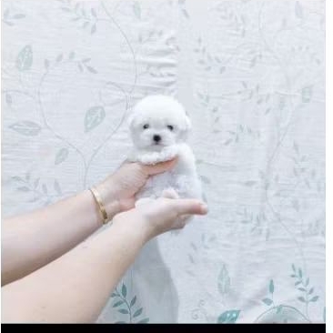 Bichon Frise betina