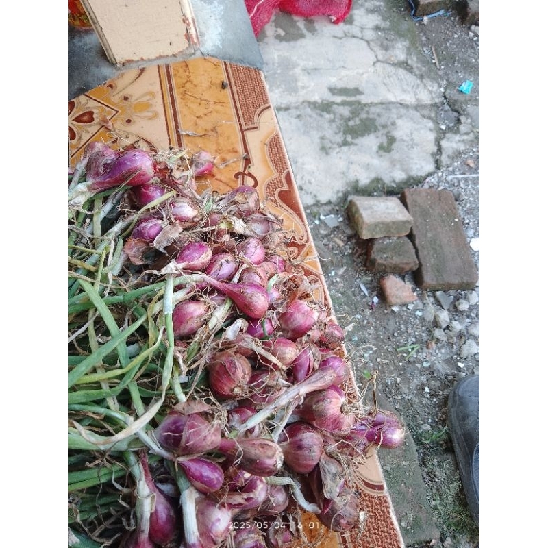 

Bawang Merah Asli Brebes, ukuran sedang