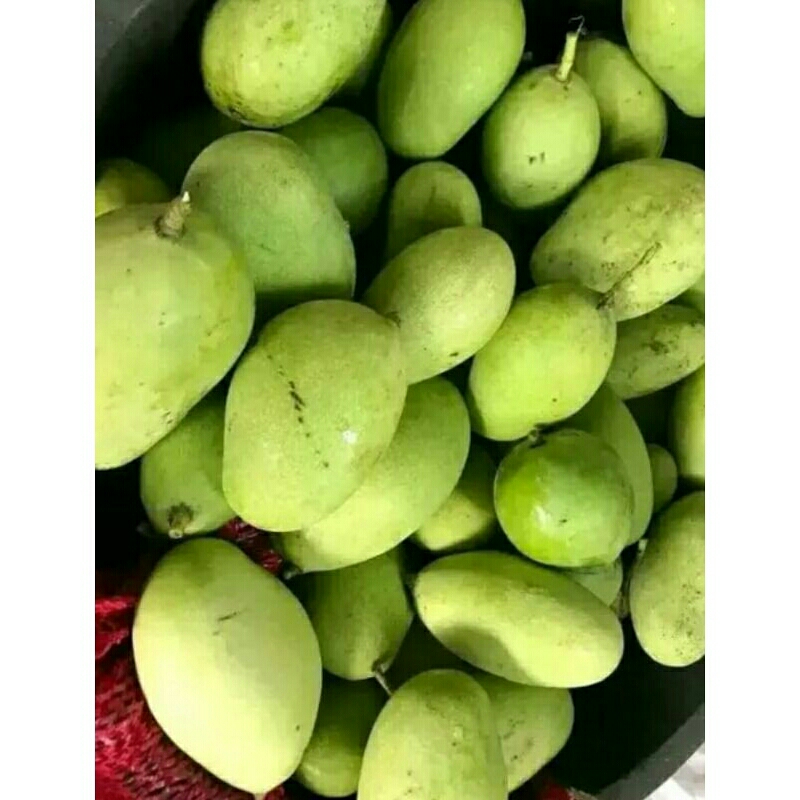 

mangga mentah muda kriuk langsung petik per kilo gram isi 3,4,5