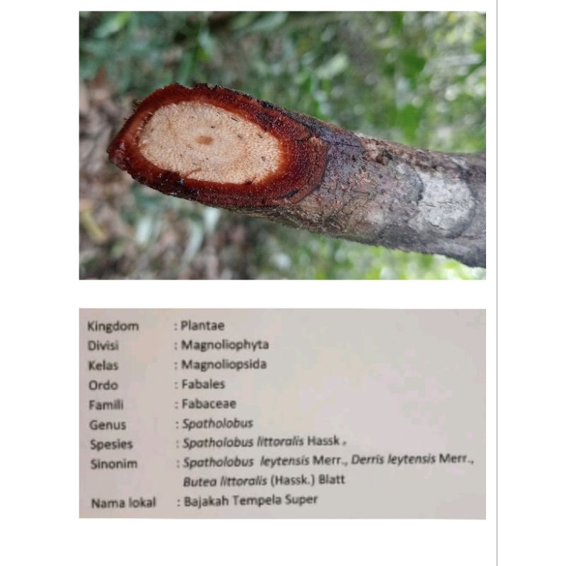 

Bajakah Tempalasuper kemasan 1kg