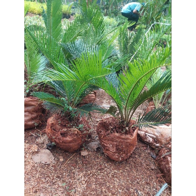 ( BISA COD ) Tanaman Hias Palem Sikas Mawar Jambe Dewasa / Tanaman Hidup Palm Sikas Pohon Palem Sika