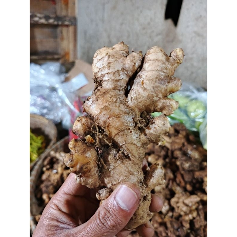 

Jahe Segar Asli 1Kg – Wangi Kuat | Rasa Pedas Hangat | Cocok untuk Jamu & Masakan