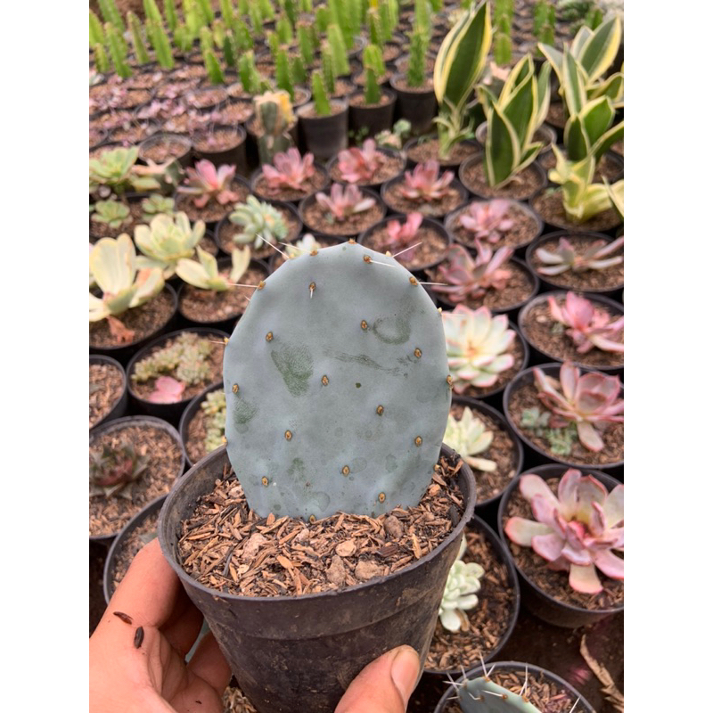 kaktus opuntia blue pot 10cm