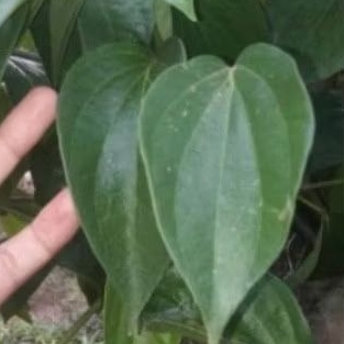 

silahkan Sirih hijau stek bibit tanaman Sirih hijau daun sirih,blm berakar......