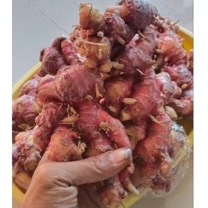 

PAKET JAHE MERAH SUPER 10 KG (10.000GRAM)