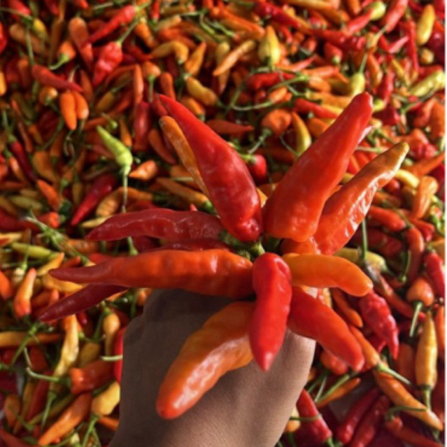 

TERMURAH!!! Cabe Rawit Merah Gunung Pedas dari petani untuk sambal dan masakan enak mantap