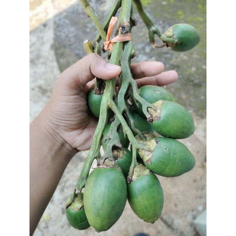 

Pinang muda jambe muda segar UNTUK STAMINA (BISA COD)