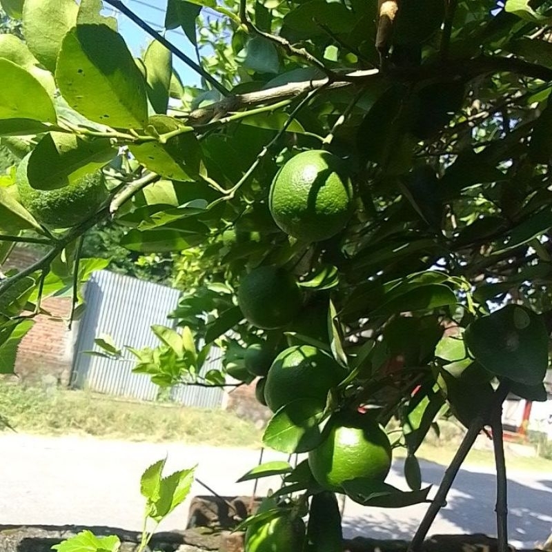 

jeruk nipis fresh dari pohon,besar banyak air nya