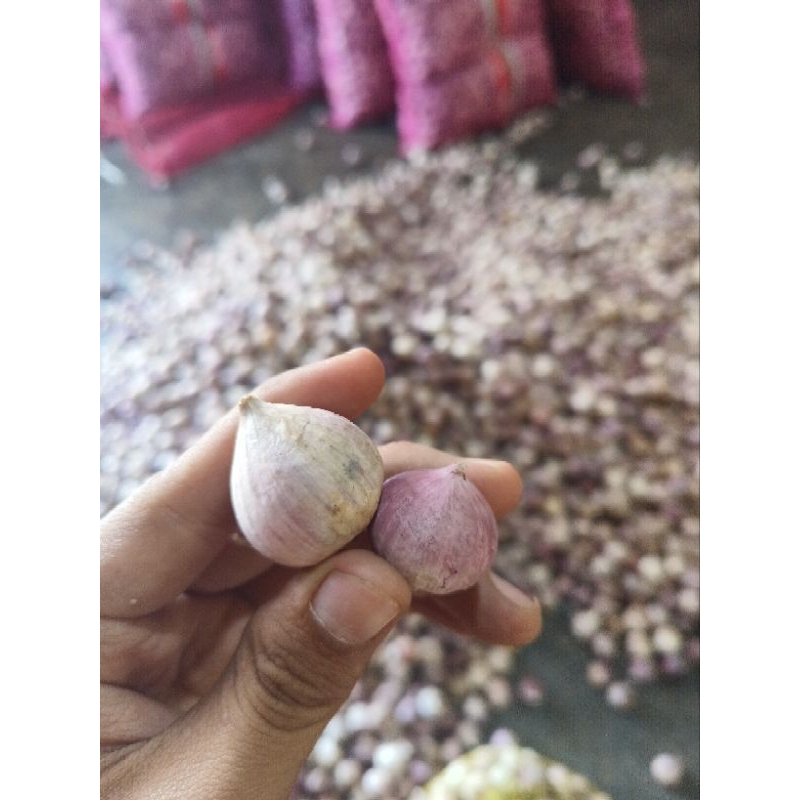 

bawang putih tunggal/bawang lanang