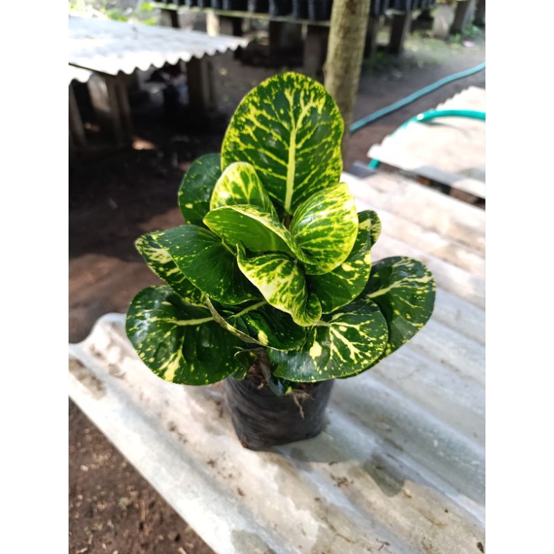 bibit tanaman hias bunga puring Apel Sritanjung