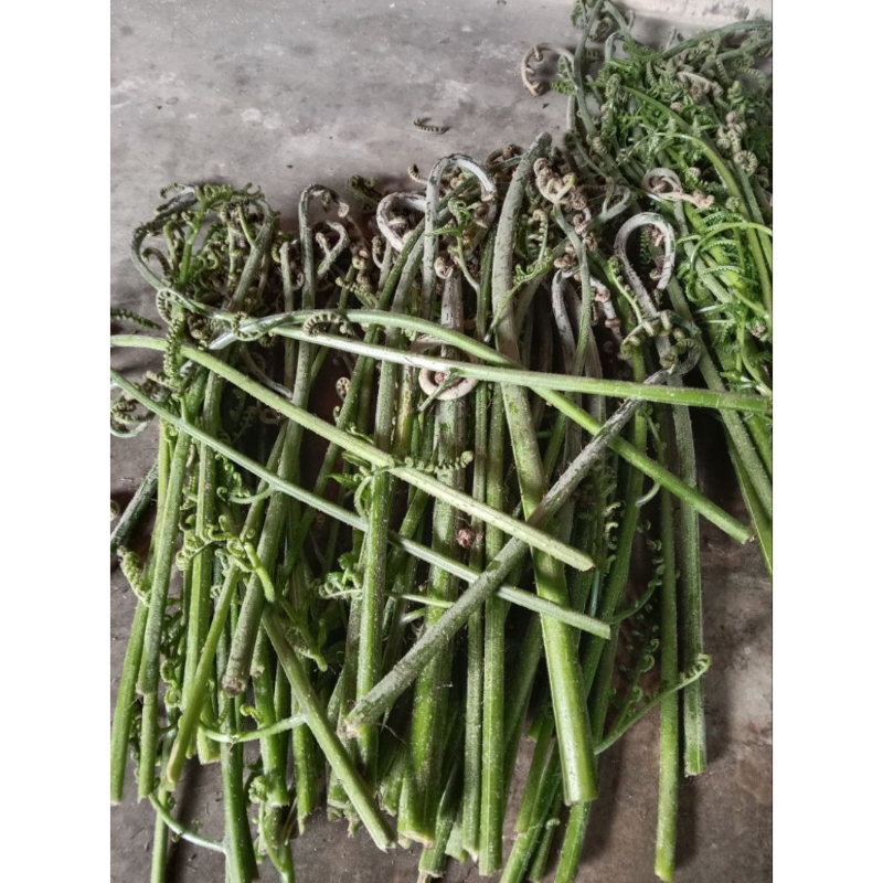 

TOKO ALAM STORE JUAL SAYUR PAKIS unggulan superr freshh 1000/gram termurah