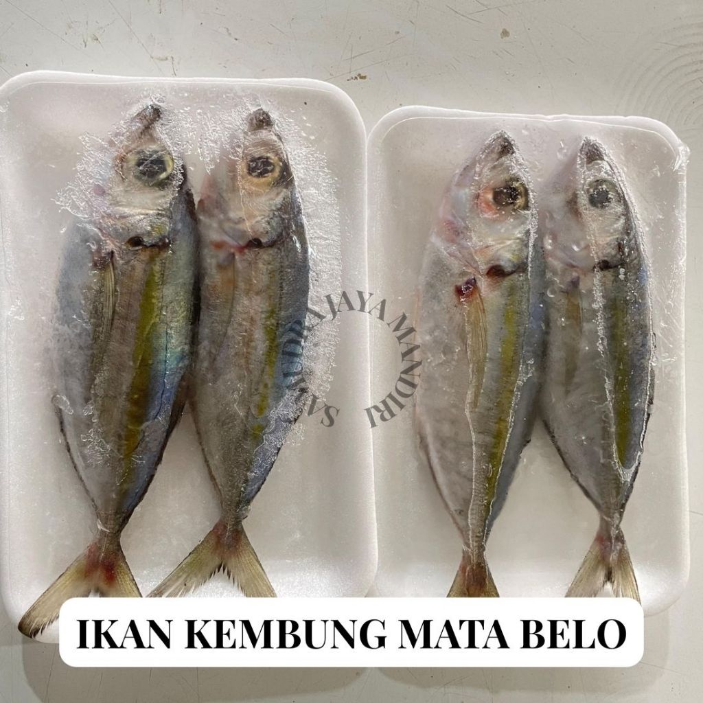 

Ikan Kembung Mata Belo Segar Fresh Beku Frozen
