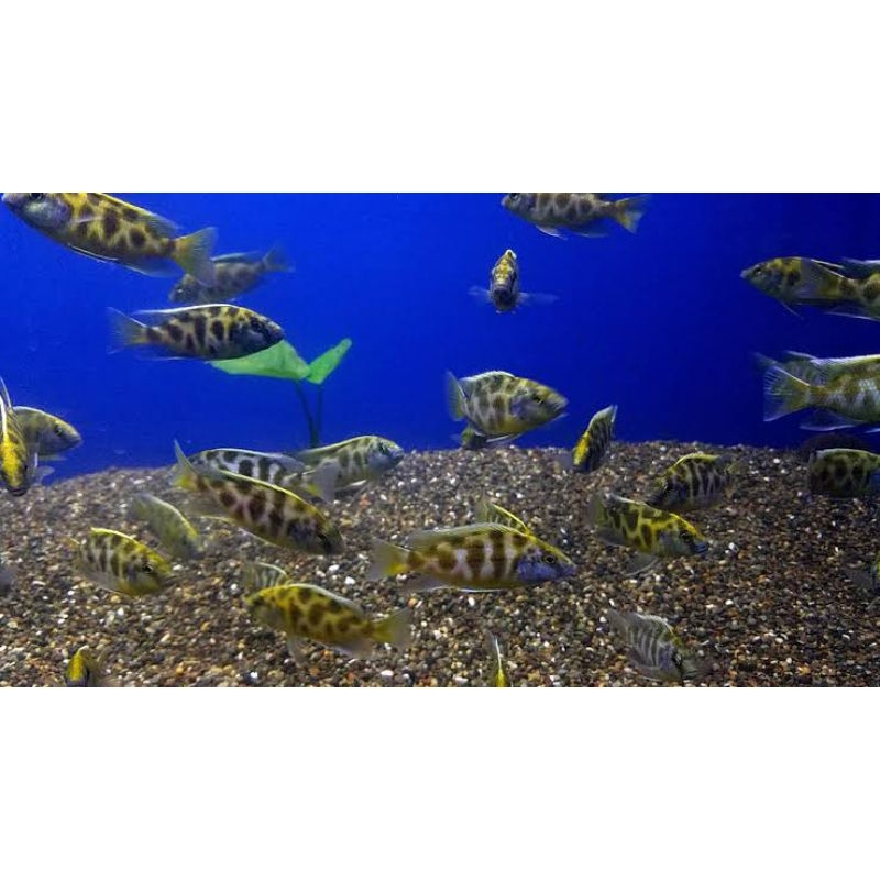 Siklid Chiclid Venustus isi 3