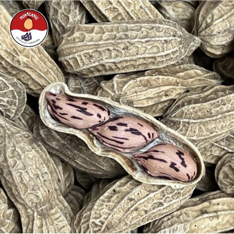 

Kacang Batik (Lurik) / Kacang Sangrai Batik (Lurik)/ Kacang Tore Batik Kawangkoan