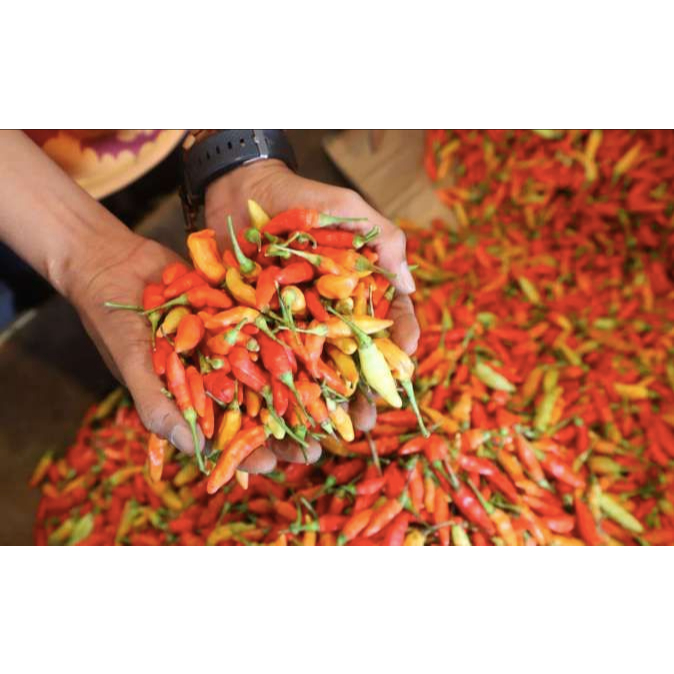 

Cabe Rawit Merah Fresh Segar 1 Kg - CABE SRET Merah Segar Fresh - Cabe Hijau Segar - Lombok Ijo - Lombok Sret 1 Kg
