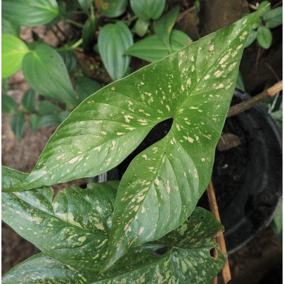 Tanaman Endemik Cyrtosperma Beccarianum - Tanaman Endemik Indonesia