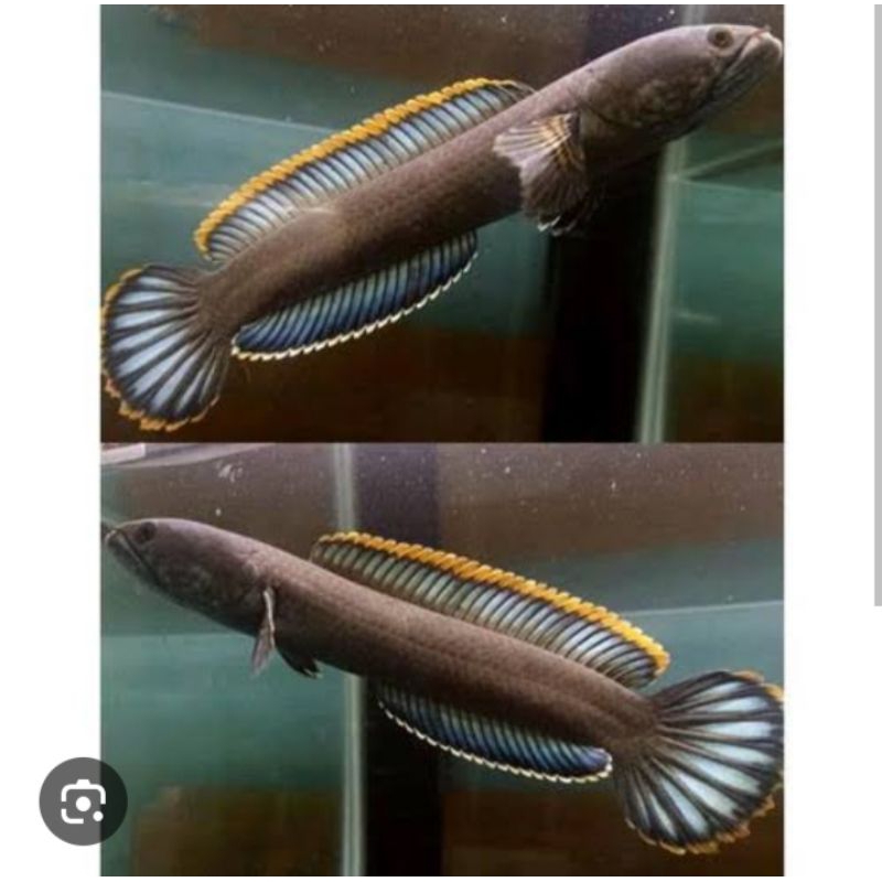 Canna Limbata sepasang ukuran 8-10cm